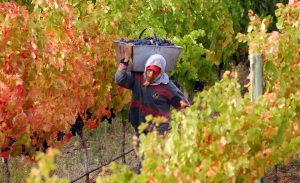 Lee más sobre el artículo San Rafael, el Vino y sus Bodegas