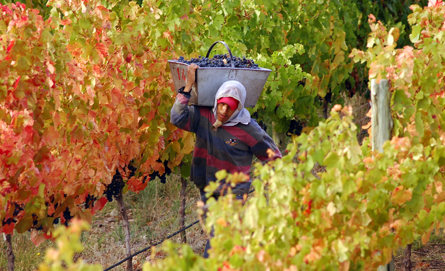 San Rafael, el Vino y sus Bodegas